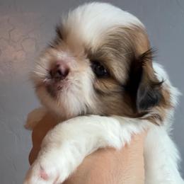 Kyrie - Gold and white male Shih Tzu puppy in Gilbert, Arizona from 🌗 New Moon Shih Tzu 🌗