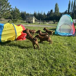 Irish Terrier Puppies from Red Branch Irish Terriers