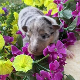 Jade - Blue merle white and tan female Collie puppy in Carencro, Louisiana from Cajun Bayou's Collies LLC