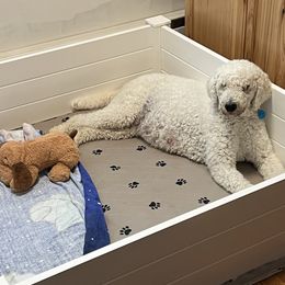 Luna - Poodle