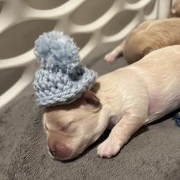 Boy 2 - Champagne male Maltipoo puppy in Stockton, California from PrissyPawz