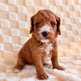 Reese - Red female Cockapoo puppy in Ellaville Ga, Georgia from Lakeside Cockapoos