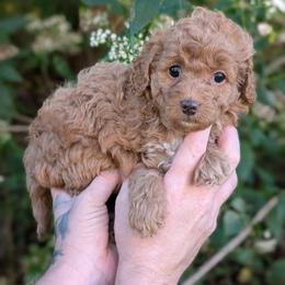 Topanga - Apricot female Cavapoo puppy in Coshocton, Ohio from Forever Family Puppies
