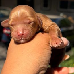 Strawberry - Red female Cavapoo puppy in El Sobrante, California from Mckendra's Legacy