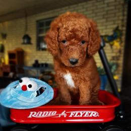 Purple Collar - Female - Chocolate female Goldendoodle puppy in Eunice, Louisiana from Maison De Pawz