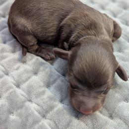 Mousse - Chocolate and tan male Dachshund puppy in Box Elder, South Dakota from Bee Sweet Dachshunds