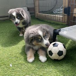 Australian Shepherd Puppies from Storm and Sage Australian Shepherds