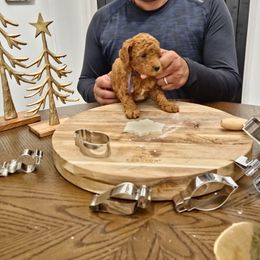 Jovie - Red  female Poodle puppy in Statesboro, Georgia from Briar Creek Kennels