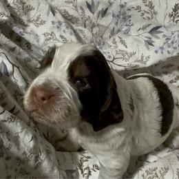 Basil - Liver white and tan female English Springer Spaniel puppy in Coeur D'alene, Idaho from Springer Hollow