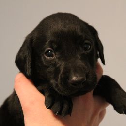 Golden Retriever and Labrador Retriever Puppies from Trenlock Kennels