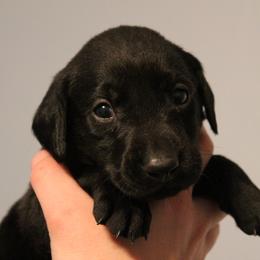 Golden Retriever and Labrador Retriever Puppies from Trenlock Kennels