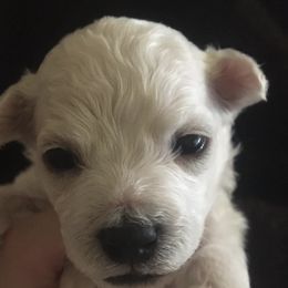 Bichon Frises from Arizona Bichon’s