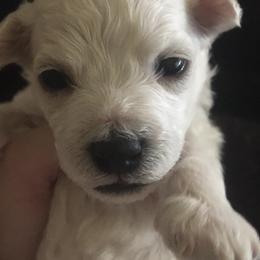 Bichon Frises from Arizona Bichon’s