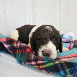 Blue collar - male Newfypoo puppy in Mckenzie, Tennessee from Small Town Doodles & Poodles