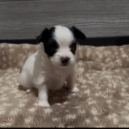 Logan - White and black male Papillon puppy in Howe, Oklahoma from Southern Sweet Papillons