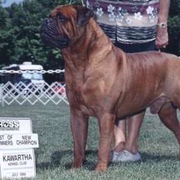 SGT MEG - Bullmastiff