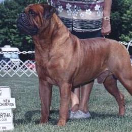 SGT MEG - Bullmastiff