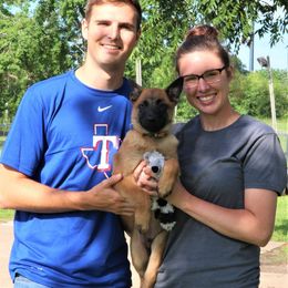 Belgian Malinois Puppies from MPACT Malinois