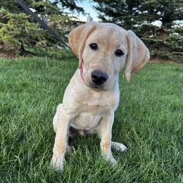 Labrador Retriever puppies from Front Range Labradors LLC