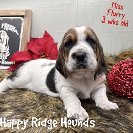 Flurry - Black brown and white female Basset Hound puppy in Mebane, North Carolina from Happy Ridge Hounds