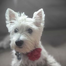 West Highland White Terriers from Carlos's Westies
