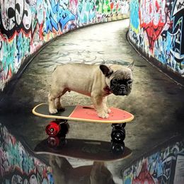 Bulldog and French Bulldog Puppies from AdoraBull Bulldogs