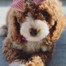 Bernedoodles and Goldendoodles from Skyline Doodles