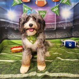 Daphne - Bernedoodle