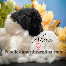 Alexa - Parti female Poodle puppy in Greenville, North Carolina from Grace Poodles