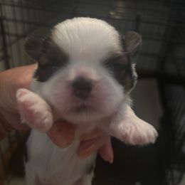 Girl 1 - Gold and white female Shih Tzu puppy in Manlius, New York from Dorothy Agrippino's Shih Tzus