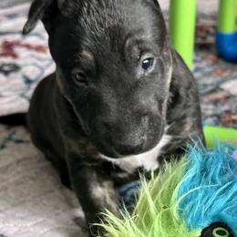 Fern - Black brindle and white female Bull Terrier puppy in Springfield, Ohio from Lynn Hill Bull Terriers