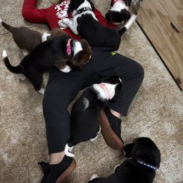 Beagle Puppies from Hales Little Beagle Haven