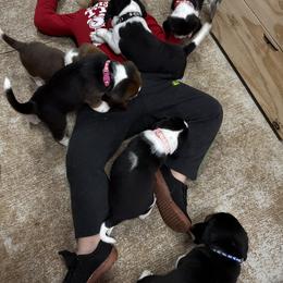 Beagle Puppies from Hales Little Beagle Haven