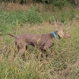 Berlynn - Weimaraner