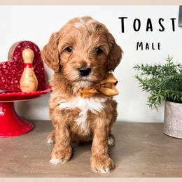 Toast - Red  male Goldendoodle puppy in Hilton, New York from The House of Goldendoodle
