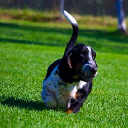 Basset Hound All Grown Up from Calabria Basset Hounds