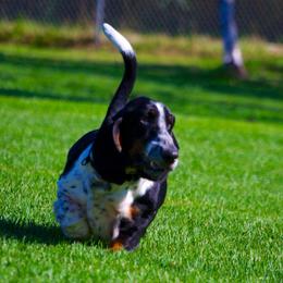 Basset Hound All Grown Up from Calabria Basset Hounds