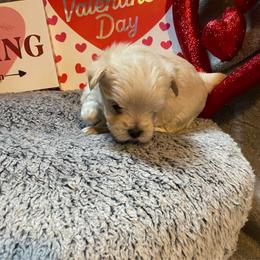 Jason - Tan male Morkie puppy in Taylorsville, North Carolina from Mountain Top Hot Tailz