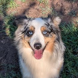 Blu - Miniature Australian Shepherd