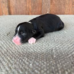 Raider - Black tri-color male Aussiedoodle puppy in Eastland, Texas from H5 Mini Doodles