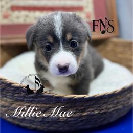 Greta fluffy pending with tail - Blue female Pembroke Welsh Corgi puppy in Casper, Wyoming from Flying Note Shorties