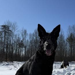 Fawkes - German Shepherd