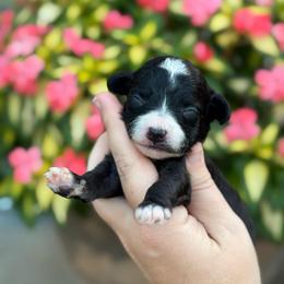 Moana - Black and white female Sheepadoodle puppy in Wharton, Texas from Little Fur Friends