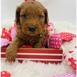 Green collar - Red  male Goldendoodle puppy in Ohio from Farr’s Goldens and Doodles