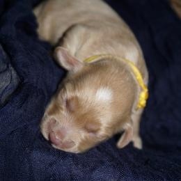 Bonnie - Buff and white female Cockapoo puppy in Selma, California from Mollys Dollys