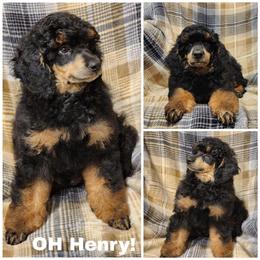 Oh Henry - Phantom male Poodle puppy in Elma, Washington from Joyful Paw Poodles
