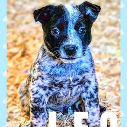 Leo - Blue mottled male Australian Cattle Dog puppy in Fife Lake, Michigan from Kurczak Farm LLC