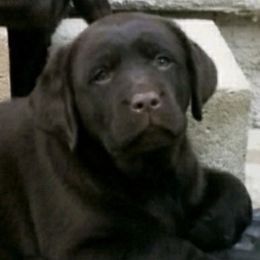 Labrador Retrievers from Whimsical Farms Labrador Retrievers
