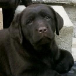 Labrador Retrievers from Whimsical Farms Labrador Retrievers