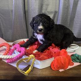 Yellow - Tri-color female Bernese Mountain Dog puppy in Delton, Michigan from Rocky Top Acres